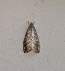 Evergestis rimosalis