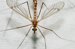 Nephrotoma ferruginea