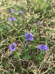 Veronica wormskjoldii