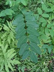 Apocynum androsaemifolium