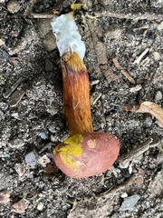 Hortiboletus rubellus