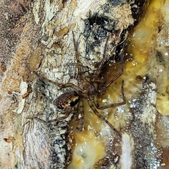 Amaurobius fenestralis