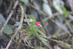 Psammisia ulbrichiana