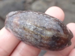 Macrocypraea cervinetta