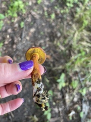 Hortiboletus rubellus