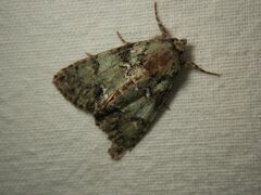 Polyphaenis sericata