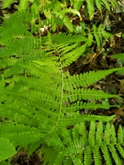 Athyrium angustum