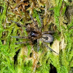 Amaurobius fenestralis