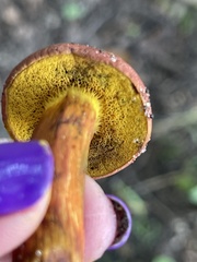 Hortiboletus rubellus