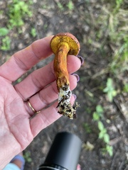 Hortiboletus rubellus