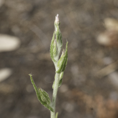Pseudognaphalium
