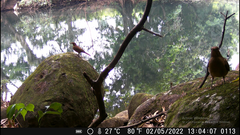 Turdus grayi