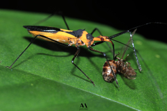 Zelus fasciatus