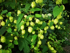 Humulus lupulus