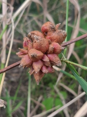 Ampelomyia vitiscoryloides