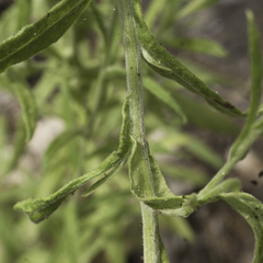 Pseudognaphalium