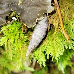 Alinda biplicata