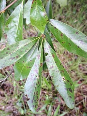 Pseudomonas cichorii