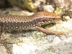 Iberolacerta monticola