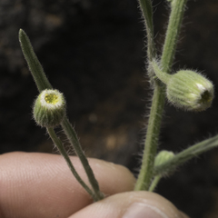 Erigeron bonariensis