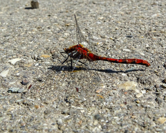 Sympetrum obtrusum