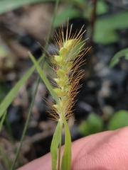 Setaria pumila