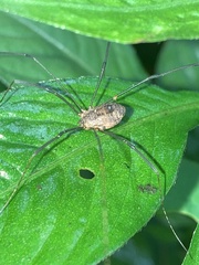 Phalangioidea