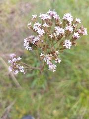 Stevia