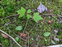 Maianthemum canadense