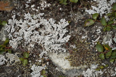 Stereocaulon