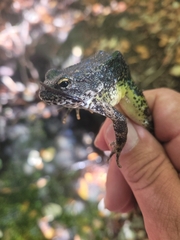 Rana boylii