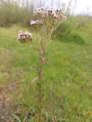 Stevia