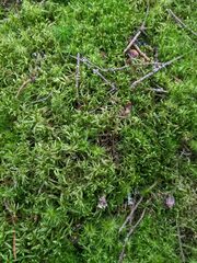 Pleurozium schreberi