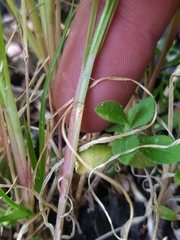 Setaria pumila