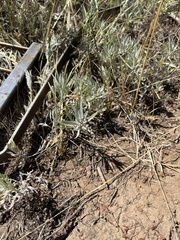 Artemisia ludoviciana