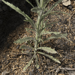 Erigeron bonariensis
