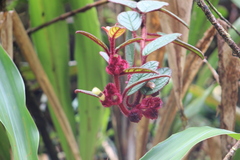 Columnea purpurata