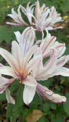 Lycoris squamigera
