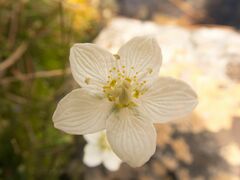 Parnassia palustris
