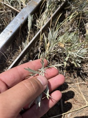 Artemisia ludoviciana