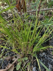 Setaria pumila