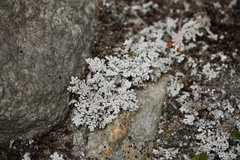 Stereocaulon