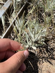 Artemisia ludoviciana