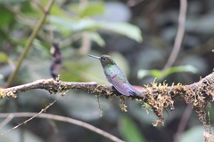 Haplophaedia aureliae