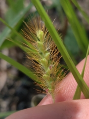 Setaria pumila