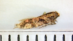 Aristotelia rubidella