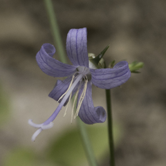 Campanula prenanthoides