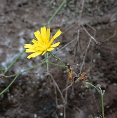 Sonchus hierrensis
