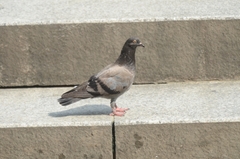 Columba livia