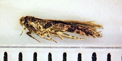 Aristotelia rubidella